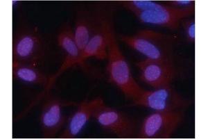Immunofluorescence staining of methanol-fixed MEF cells using PKM2 (phospho-Ser37) Antibody. (PKM Antikörper  (pSer37))