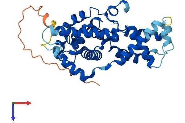 Cyclin H Protein (CCNH) (AA 1-323) (His tag)
