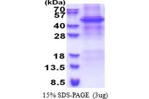 SDS-PAGE (SDS) image for Apolipoprotein B mRNA Editing Enzyme, Catalytic Polypeptide-Like 4 (Putative) (APOBEC4) (AA 1-367) protein (His tag) (ABIN5853325) (APOBEC4 Protein (AA 1-367) (His tag))