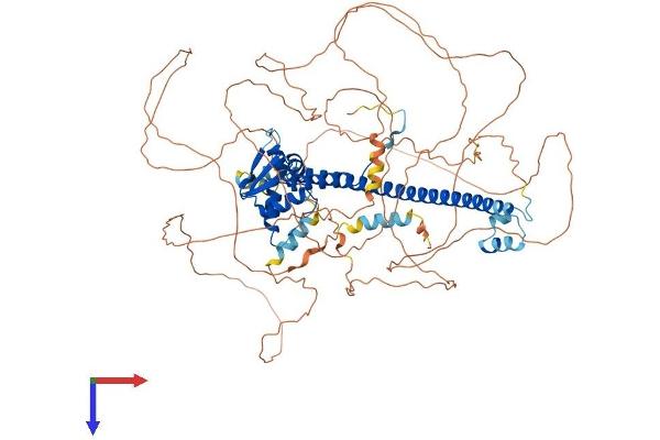 BACH2 Protein (AA 1-841) (His tag)