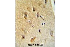 B4GALT6 Antibody (C-term) immunohistochemistry analysis in formalin fixed and paraffin embedded human brain tissue followed by peroxidase conjugation of the secondary antibody and DAB staining. (B4GALT6 Antikörper  (C-Term))