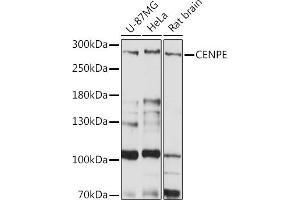Western blot analysis of extracts of various cell lines, using CENPE Rabbit pAb (ABIN7266274) at 1:1000 dilution. (CENPE Antikörper  (AA 2542-2701))