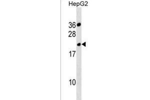 TRSS11BNL Antibody (Center) (ABIN1538414 and ABIN2838132) western blot analysis in HepG2 cell line lysates (35 μg/lane). (TMPRSS11BNL Antikörper  (AA 43-69))