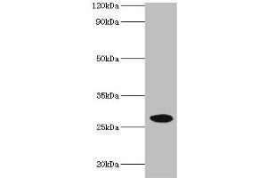 NMNAT3 Antikörper  (AA 1-215)