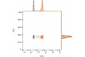 Flow cytometry analysis of bead-bound exosomes derived from MCF-7 cells. (CD81 Antikörper)