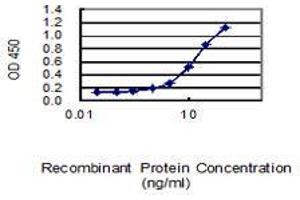 Detection limit for recombinant GST tagged MFN2 is 0. (MFN2 Antikörper  (AA 661-757))