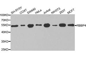 Western blot analysis of extracts of various cell lines, using RBBP4 antibody (ABIN5970697) at 1/1000 dilution. (Retinoblastoma Binding Protein 4 Antikörper)