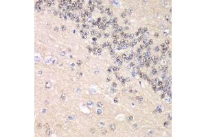 Immunohistochemistry of paraffin-embedded rat brain using CCNC antibody. (Cyclin C Antikörper  (AA 1-283))