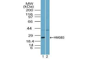 Image no. 1 for anti-High Mobility Group Box 3 (HMGB3) (AA 1-50) antibody (ABIN960207) (HMGB3 Antikörper  (AA 1-50))