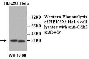 Image no. 1 for anti-Cyclin-Dependent Kinase 2 (CDK2) antibody (ABIN790978) (CDK2 Antikörper)