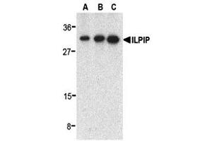 Western Blotting (WB) image for anti-STE20-Related Kinase Adaptor beta (STRADB) (C-Term) antibody (ABIN1030438) (STRADB Antikörper  (C-Term))