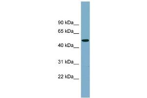 WB Suggested Anti-PRSS16 Antibody Titration:  0. (PRSS16 Antikörper  (Middle Region))
