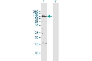 Western Blot analysis of ZNF496 expression in transfected 293T cell line by ZNF496 MaxPab polyclonal antibody. (ZNF496 Antikörper  (AA 1-587))