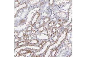 Immunohistochemical staining of human kidney with SLC15A1 polyclonal antibody  shows moderate cytoplasmic positivity in distal tubules. (SLC15A1 Antikörper)