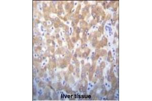 FASTK Antibody (C-term) (ABIN656397 and ABIN2845692) immunohistochemistry analysis in formalin fixed and paraffin embedded human liver tissue followed by peroxidase conjugation of the secondary antibody and DAB staining. (FASTK Antikörper  (C-Term))