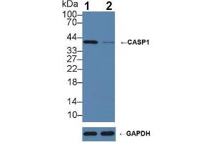 Western blot analysis of (1) Wild-type Raji cell lysate, and (2) CASP1 knockout Raji cell lysate, using Rabbit Anti-Pig CASP1 Antibody (5 µg/ml) and HRP-conjugated Goat Anti-Mouse antibody (abx400001, 0.