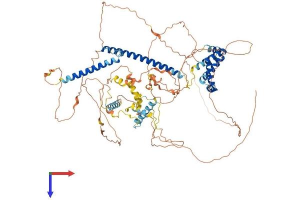 MLXIPL Protein (AA 1-852) (His tag)