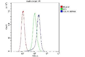 Flow Cytometry analysis of A431 cells using anti-Calbindin antibody (ABIN6719541). (CALB1 Antikörper  (AA 2-261))