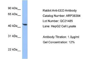 WB Suggested Anti-EED Antibody Titration: 0. (EED Antikörper  (N-Term))