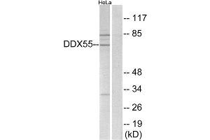 Western Blotting (WB) image for anti-DEAD (Asp-Glu-Ala-Asp) Box Polypeptide 55 (DDX55) (Internal Region) antibody (ABIN1850864) (DDX55 Antikörper  (Internal Region))
