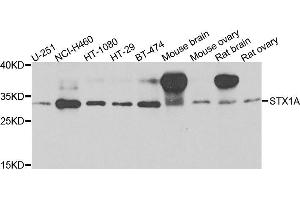 Western blot analysis of extracts of various cells, using STX1A antibody. (STX1A Antikörper)
