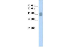 WB Suggested Anti-IRF3 Antibody Titration:  0. (IRF3 Antikörper  (C-Term))