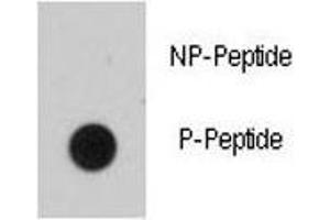 Dot blot analysis of phospho-EGFR antibody.