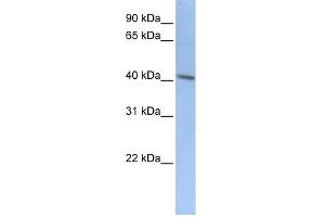 WB Suggested Anti-DCX Antibody Titration:  0. (Doublecortin Antikörper  (C-Term))