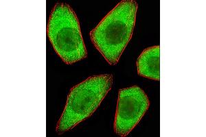 Fluorescent image of A549 cells stained with STRADA Antibody (C-term) C. (STRADA Antikörper  (C-Term))
