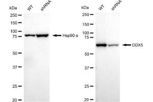 Western blotting analysis using DDX5 antibody (ABIN7798288).