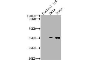 Immunoprecipitating SUMF2 in Hela whole cell lysate Lane 1: Rabbit control IgG instead of ABIN7170931 in Hela whole cell lysate. (SUMF2 Antikörper  (AA 26-301))