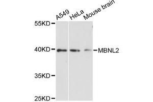 Western blot analysis of extracts of various cell lines, using MBNL2 antibody (ABIN6293359) at 1:3000 dilution. (MBNL2 Antikörper)