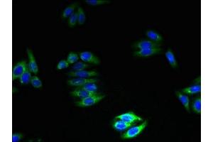 Immunofluorescent analysis of HepG2 cells using ABIN7161374 at dilution of 1:100 and Alexa Fluor 488-congugated AffiniPure Goat Anti-Rabbit IgG(H+L) (GPM6B Antikörper  (AA 1-64))