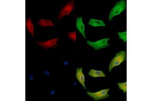 ABIN7095062 and ABIN7099118 staining  cells by IF/ICC. (DGKG Antikörper)