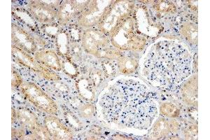 ABIN4902766 (4µg/ml) staining of paraffin embedded Human Kidney. (SNX8 Antikörper)