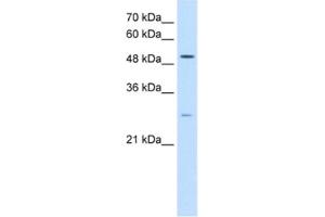 Western Blotting (WB) image for anti-Ribosomal RNA Processing 1 Homolog A (RRP1) antibody (ABIN2462903) (RRP1 Antikörper)