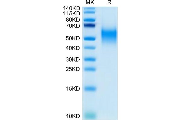 CD80 Protein (CD80) (AA 35-242) (His-Avi Tag,Biotin)