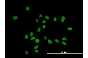 Immunofluorescence of purified MaxPab antibody to ZFP37 on HeLa cell. (ZFP37 Antikörper  (AA 1-630))