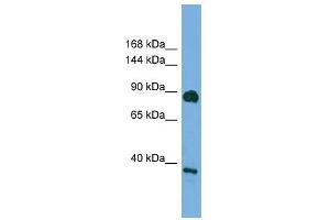 DLG4 antibody used at 0. (DLG4 Antikörper)