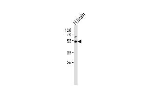 Western blot analysis of lysate from human brain tissue lysate, using TRIM43B Antibody (Center) (ABIN6244269 and ABIN6577571). (TRIM43B Antikörper  (AA 222-257))