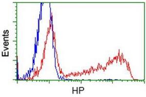 HEK293T cells transfected with either RC223612 overexpress plasmid (Red) or empty vector control plasmid (Blue) were immunostained by anti-HP antibody (ABIN2453138), and then analyzed by flow cytometry. (Haptoglobin Antikörper)