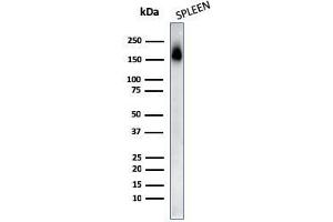 Western Blot Analysis of human Spleen tissue lysates using CD45RA Mouse Monoclonal Antibody (PTPRC/818). (CD45 Antikörper)