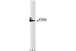 Western Blotting (WB) image for anti-Neutrophil Cytosol Factor 1 (NCF1) (AA 18-197) antibody (ABIN967919) (NCF1 Antikörper  (AA 18-197))