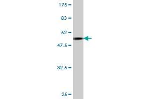 Western Blot detection against Immunogen (55. (JAM2 Antikörper  (AA 29-298))