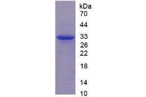 SDS-PAGE of Protein Standard from the Kit (Highly purified E.