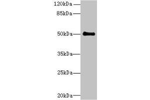 Western blot All lanes: IFI44 antibody at 6 μg/mL + Mouse lung tissue Secondary Goat polyclonal to rabbit IgG at 1/10000 dilution Predicted band size: 51, 15 kDa Observed band size: 51 kDa (IFI44 Antikörper  (AA 101-300))