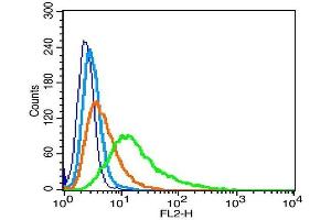 Rat RSC96 cells probed with Nephrin Polyclonal Antibody, Unconjugated  (green) at 1:100 for 30 minutes followed by a PE conjugated secondary antibody compared to unstained cells (blue), secondary only (light blue), and isotype control (orange). (Nephrin Antikörper  (AA 451-550))