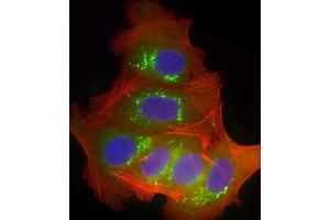 Immunofluorescent analysis of 4 % paraformaldehyde-fixed, 0. (CYP2B6 Antikörper  (AA 235-263))