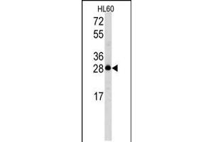 Western blot analysis of Latexin Antibody in HL60 cell line lysates (35ug/lane) (Latexin Antikörper  (N-Term))
