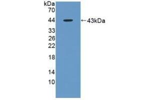 GOT1 Antikörper  (AA 1-413)